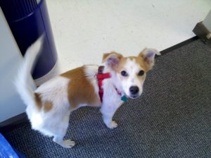 Dogs We've Helped
