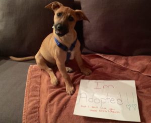 Dogs We've Helped