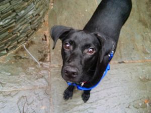 Dogs We've Helped