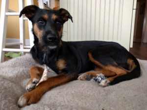 Dogs We've Helped