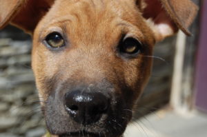 Dogs We've Helped
