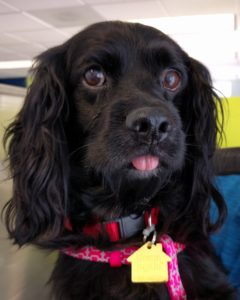 Dogs We've Helped