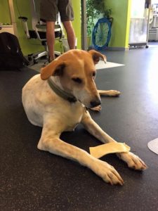Dogs We've Helped