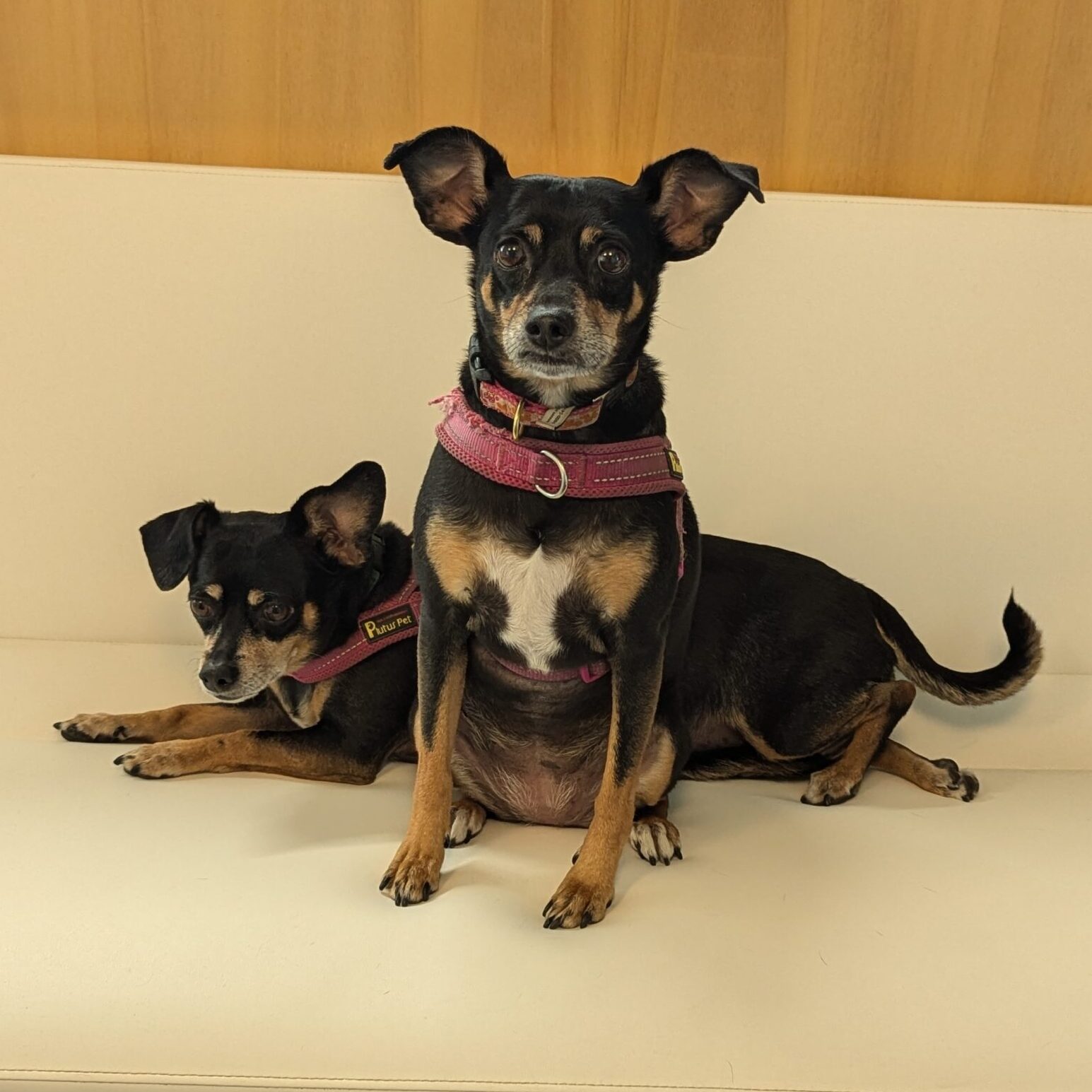 Frida and Izzy